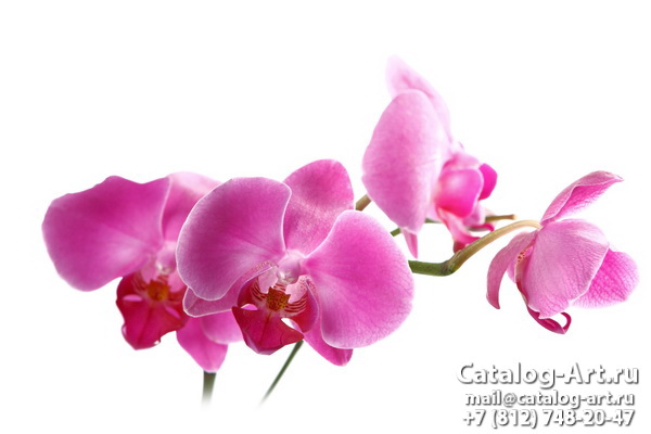 Pink orchids 67